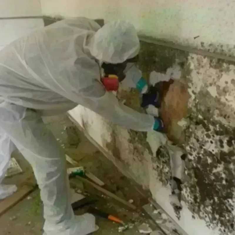 Mold Remediation and Removal in Burton, MI